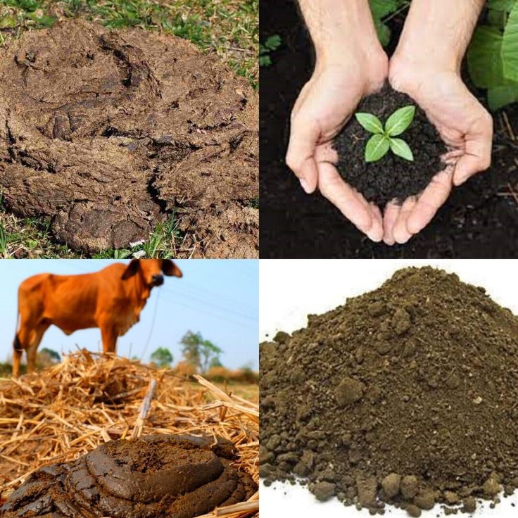 Cow Dung Organic Fertilizer